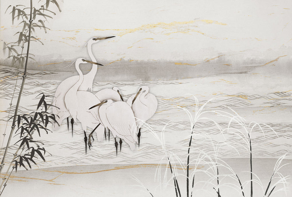 Birds of Asia (2244)