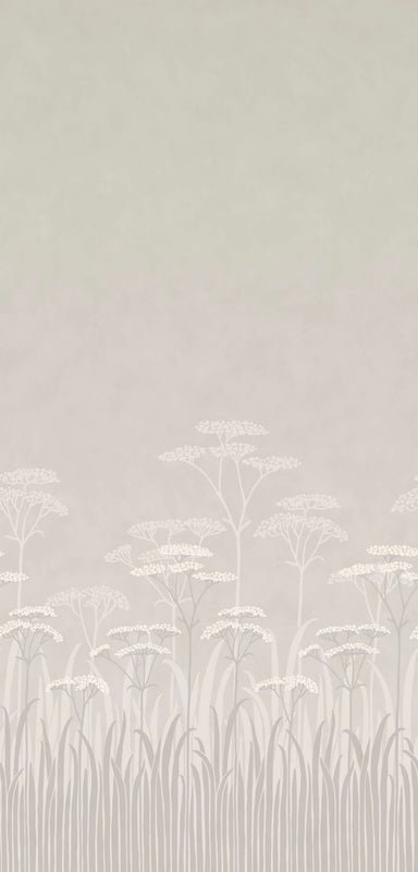 Achillea