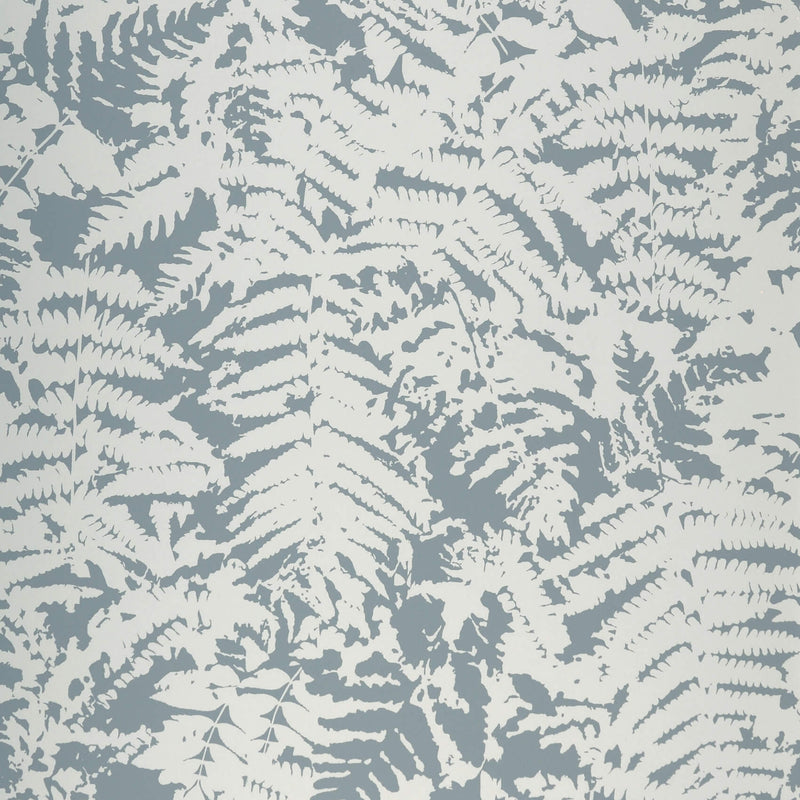 Fern