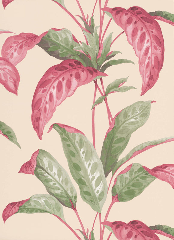 Tropicane